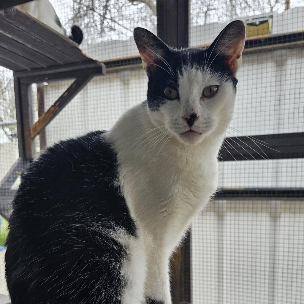 Gregory - Working Cat
