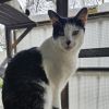 Gregory - Working Cat photo 1