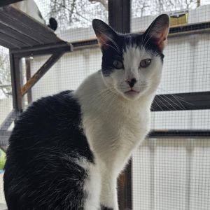 Gregory - Working Cat