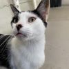 Gregory - Working Cat photo 2