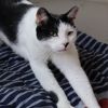 Gregory - Working Cat photo 5