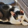 Gregory - Working Cat photo 6