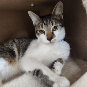Bagel-Working Cat