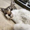 Bagel-Working Cat photo 2