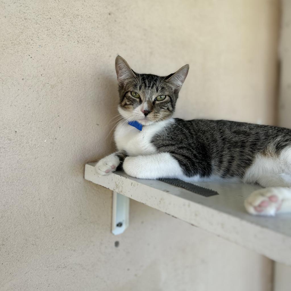 Ray- Working Cat