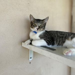 Ray- Working Cat