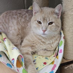 Nalu - Working Cat