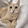Nalu - Working Cat photo 4