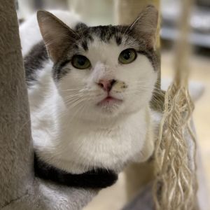 Alvin- Working Cat