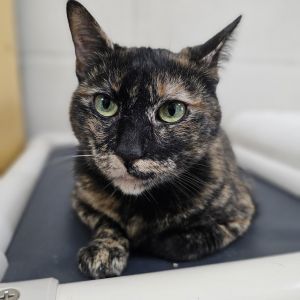 Nina, Senior Female unknown