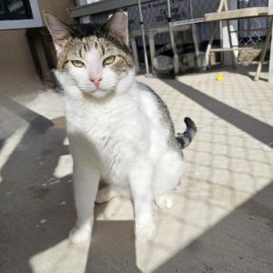 Simon - Working Cat, Adult Male unknown