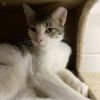 Simon - Working Cat photo 3