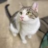 Simon - Working Cat photo 4