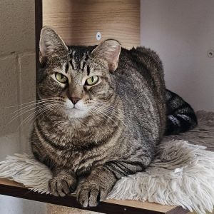 Tofu- Working Cat, Adult Female unknown