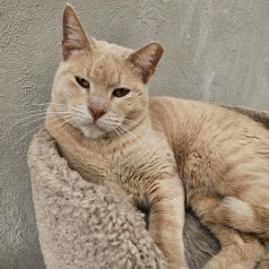 Blaze - Working Cat, Adult Male Domestic Short Hair