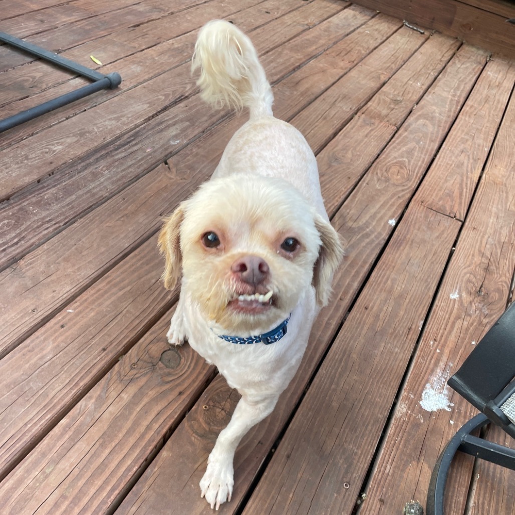 Chino, an adoptable Poodle, Pekingese in East Saint Louis, IL, 62205 | Photo Image 1