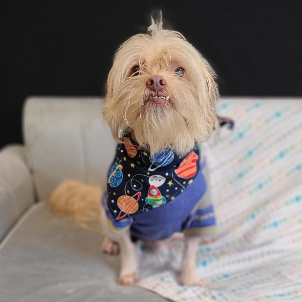 Chino, an adoptable Poodle, Pekingese in East Saint Louis, IL, 62205 | Photo Image 2