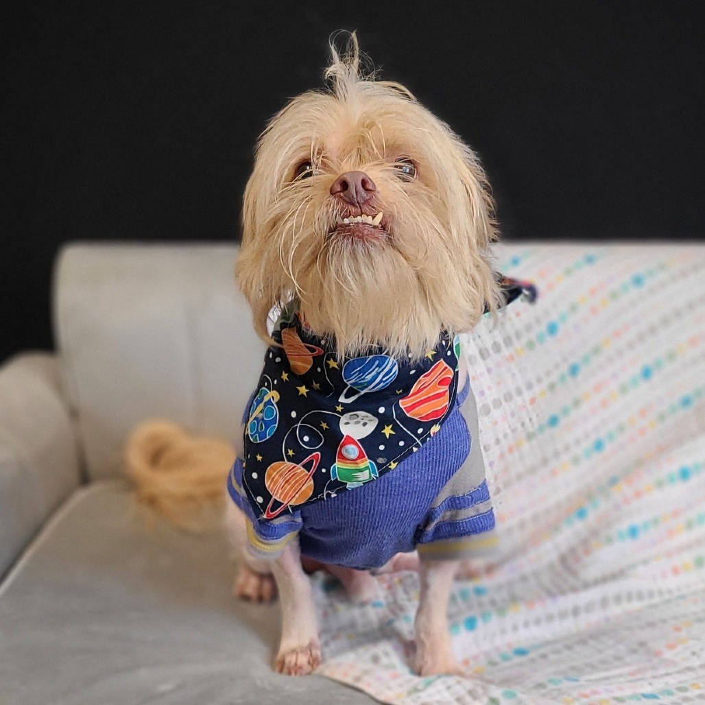 Chino, an adoptable Poodle, Pekingese in East Saint Louis, IL, 62205 | Photo Image 3