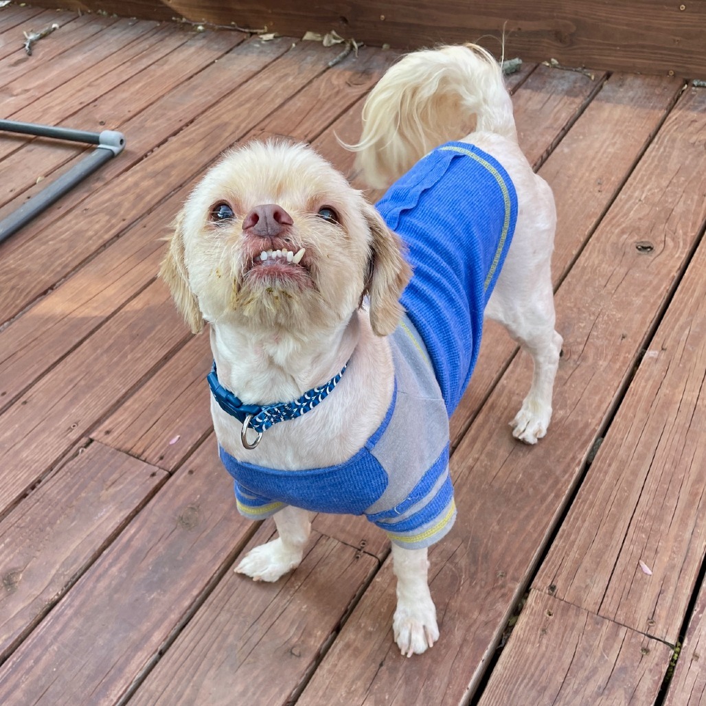 Chino, an adoptable Poodle, Pekingese in East Saint Louis, IL, 62205 | Photo Image 4