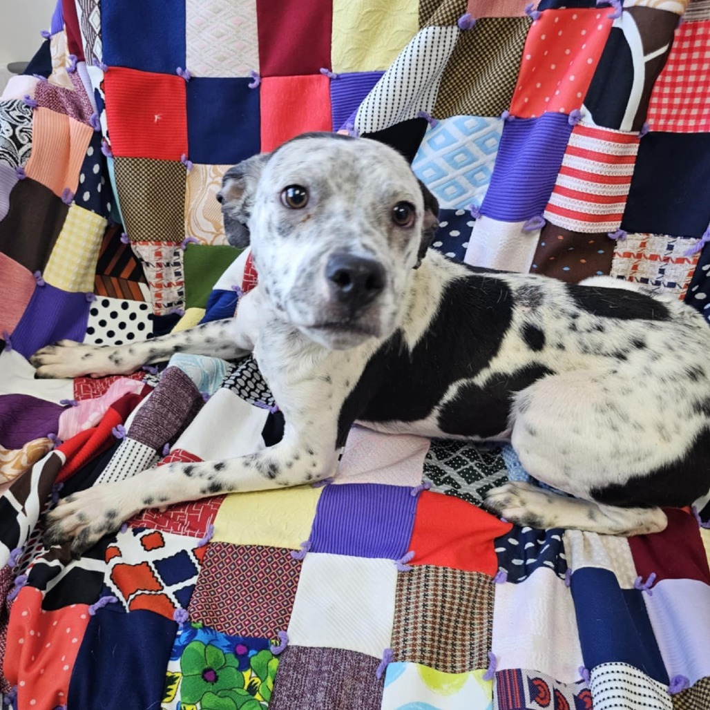 Tony, an adoptable Mixed Breed in Garden City, KS, 67846 | Photo Image 1
