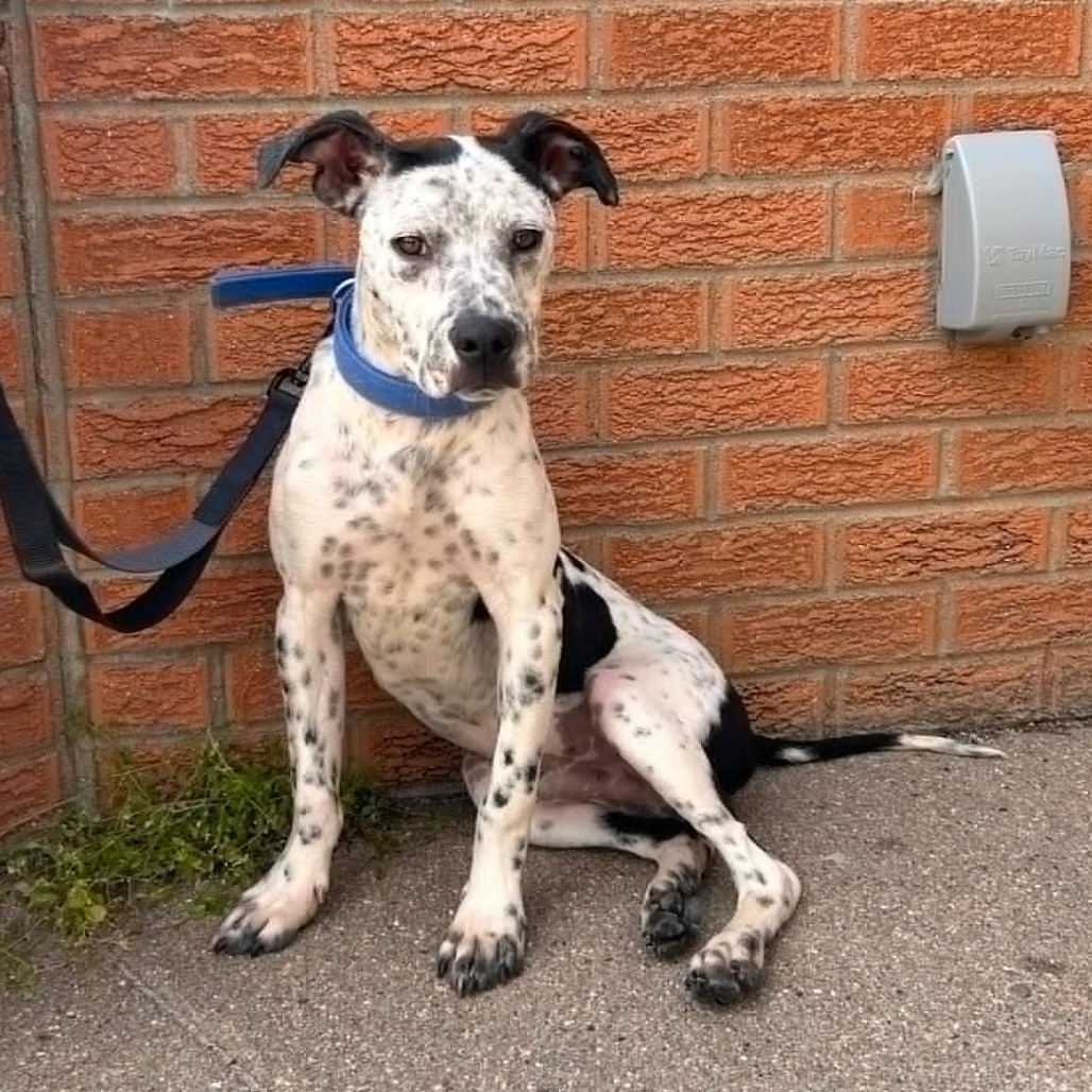 Tony, an adoptable Mixed Breed in Garden City, KS, 67846 | Photo Image 1