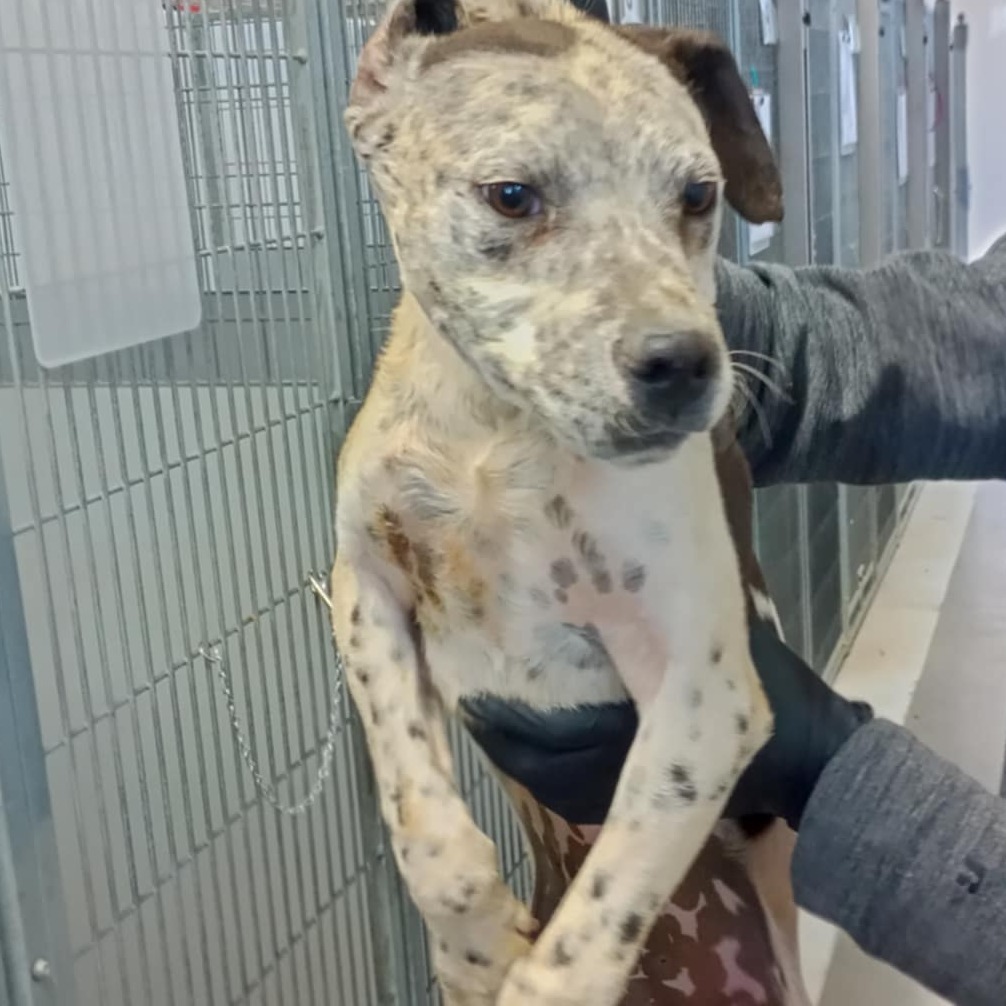 Tony, an adoptable Mixed Breed in Garden City, KS, 67846 | Photo Image 2