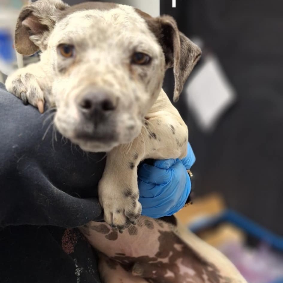 Tony, an adoptable Mixed Breed in Garden City, KS, 67846 | Photo Image 3