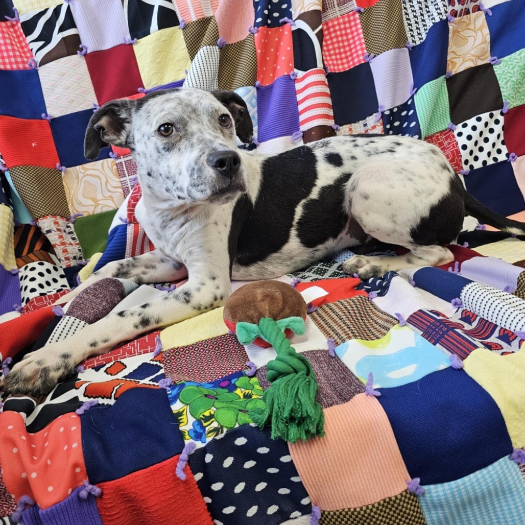 Tony, an adoptable Mixed Breed in Garden City, KS, 67846 | Photo Image 4