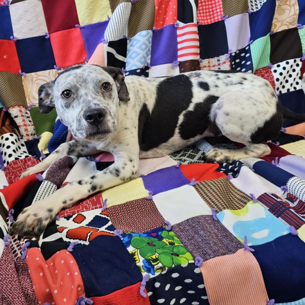 Tony, an adoptable Mixed Breed in Garden City, KS, 67846 | Photo Image 5