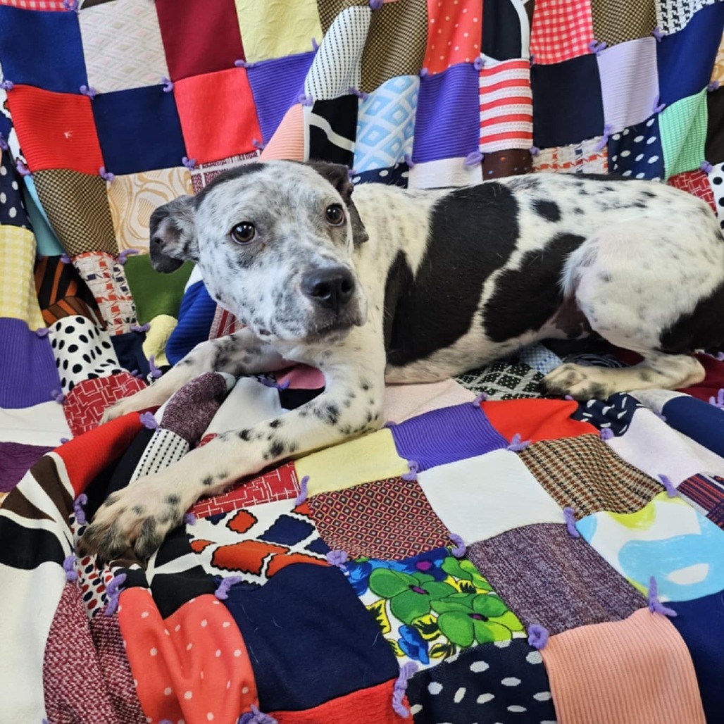 Tony, an adoptable Mixed Breed in Garden City, KS, 67846 | Photo Image 6
