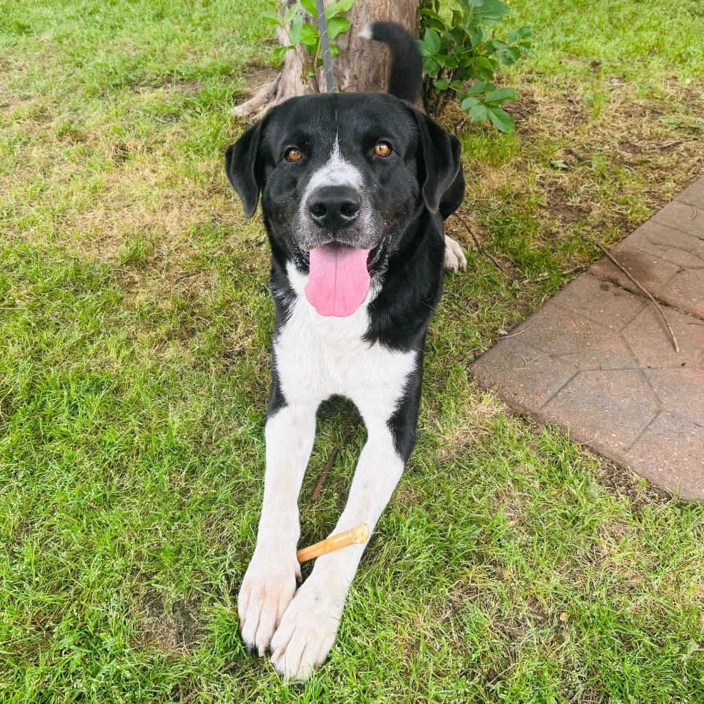 Milo 25-04-010
