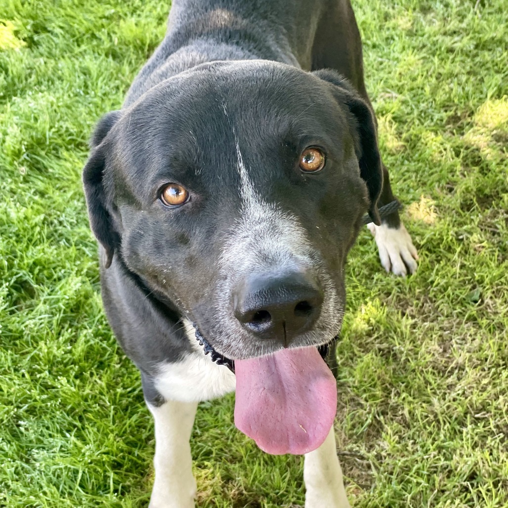 Milo 25-04-010