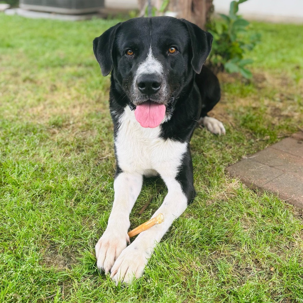 Milo 25-04-010