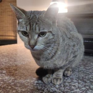 Shes a very talkative and active cat She gets along well with cats and dogs She doesnt really en