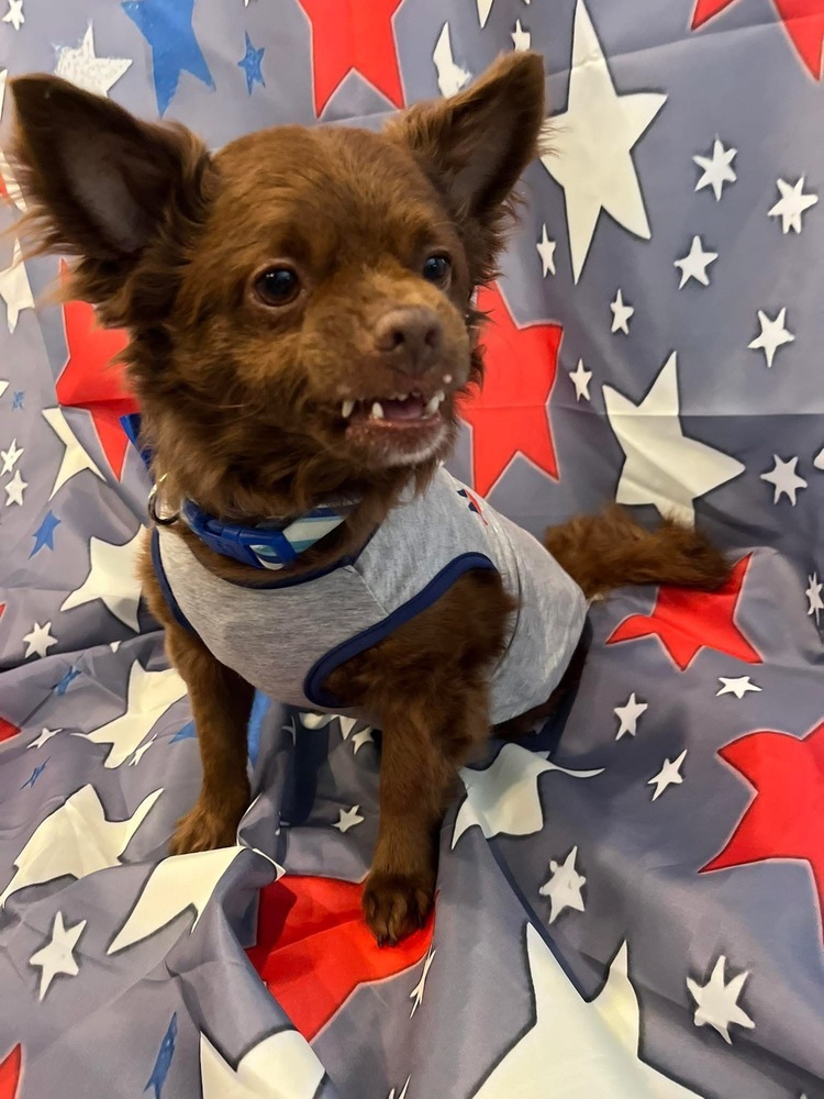 Brownie