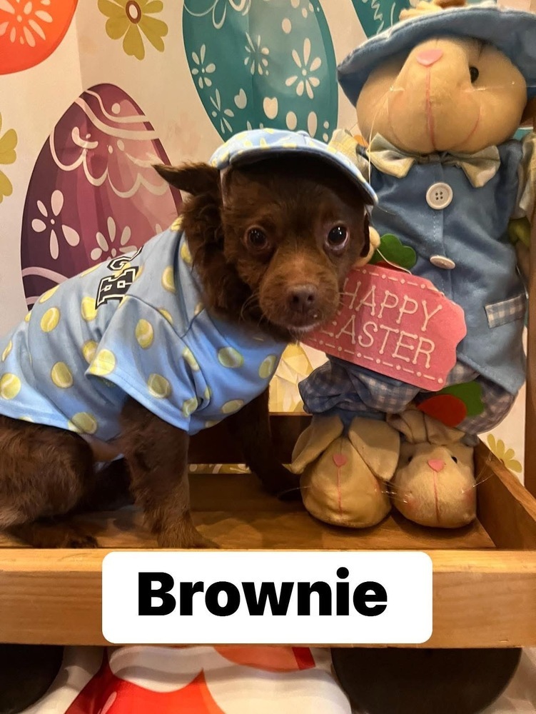 Brownie