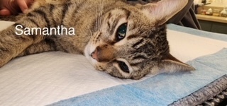 samantha, an adoptable Domestic Short Hair in Bend, OR, 97701 | Photo Image 1