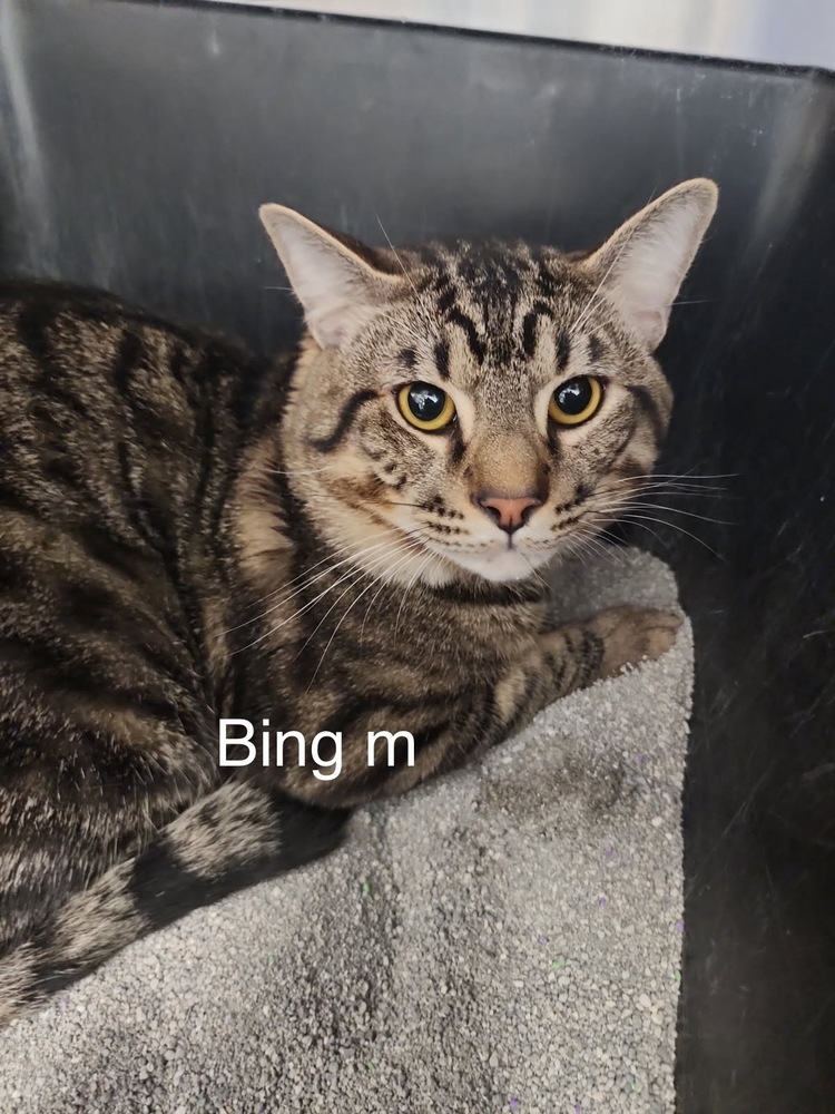 Bing, an adoptable Domestic Short Hair in Bend, OR, 97701 | Photo Image 1