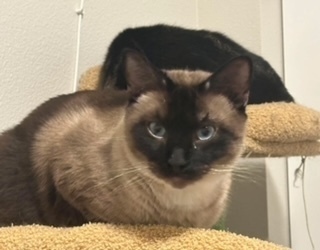 larry, an adoptable Siamese in Bend, OR, 97701 | Photo Image 1