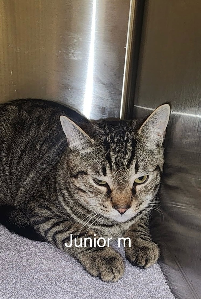 Junior, an adoptable Domestic Short Hair in Bend, OR, 97701 | Photo Image 1