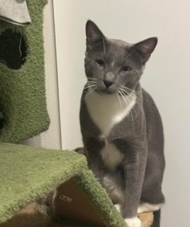Lenny, an adoptable Domestic Short Hair in Bend, OR, 97701 | Photo Image 1