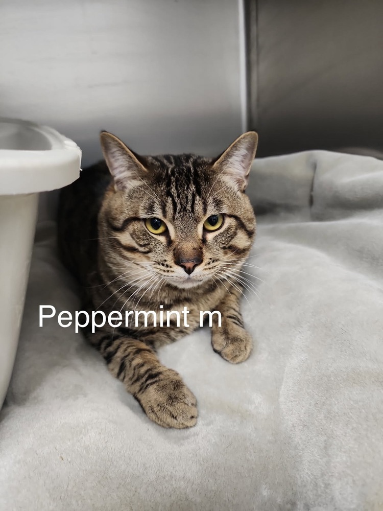 Peppermint, an adoptable Domestic Short Hair in Bend, OR, 97701 | Photo Image 2