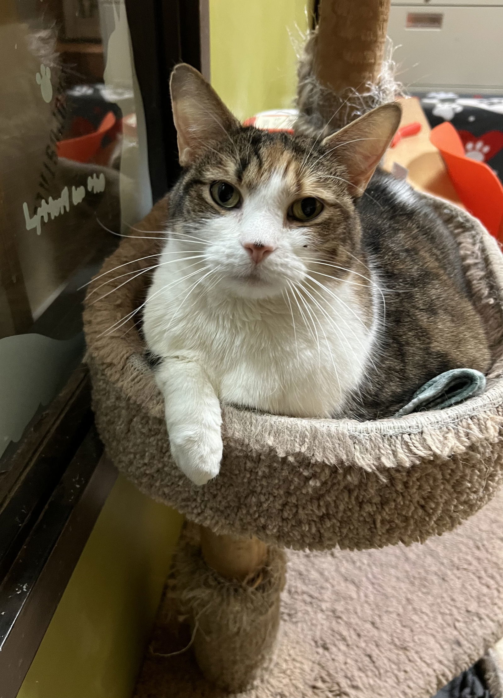 Lulu