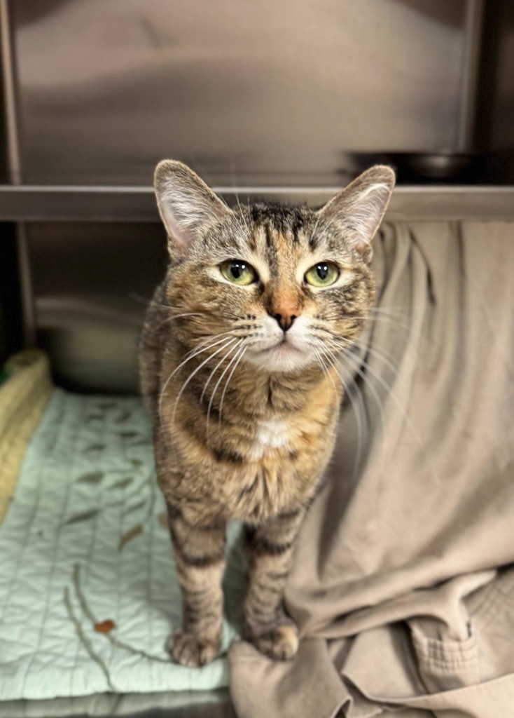 Juno