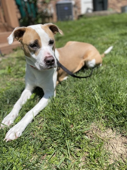 Lola Jean (in foster)