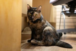 Tootsie, Young Female Domestic Short Hair