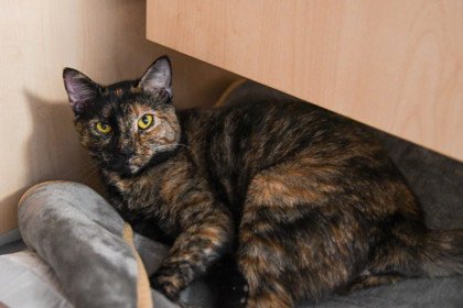 Tootsie