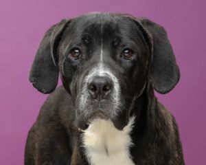 Morgan