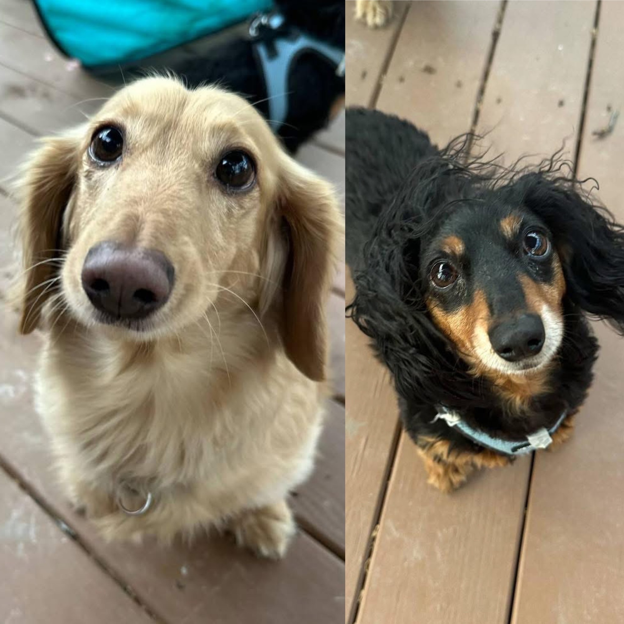Charlie & Beau (BONDED)