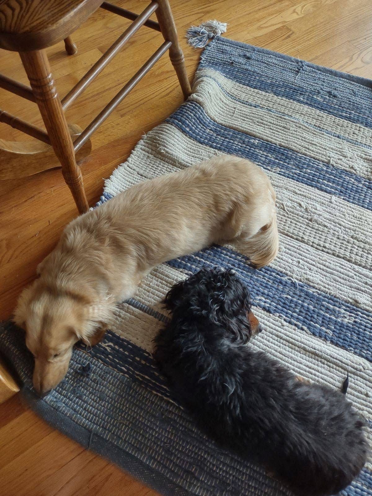 Charlie & Beau (BONDED)